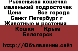 Рыженькая кошечка маленький подросточек › Цена ­ 10 - Все города, Санкт-Петербург г. Животные и растения » Кошки   . Крым,Белогорск